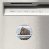 ノルウェー、氷上のセイウチ マグネット (インサイチュ (食洗機))