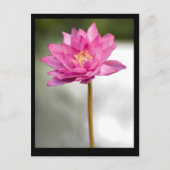 ノルマンのロータスの視覚 ポストカード (正面)