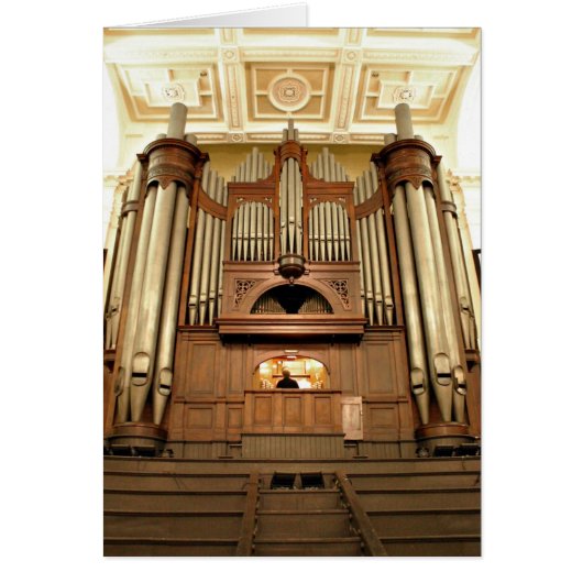 ノルマン人およびひげの管器官 (正面)