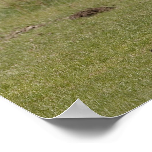 ノーサンバーランド州のクライドの馬 ポスター (角)