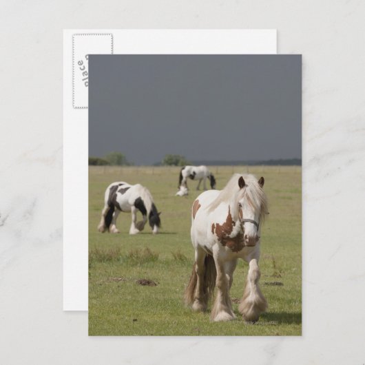 ノーサンバーランド州のクライドの馬 ポストカード (正面/裏面)
