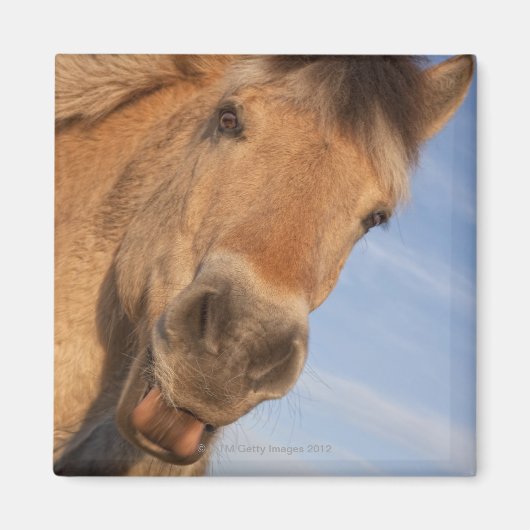 ノーサンバーランド,イングランド2 マグネット (正面)