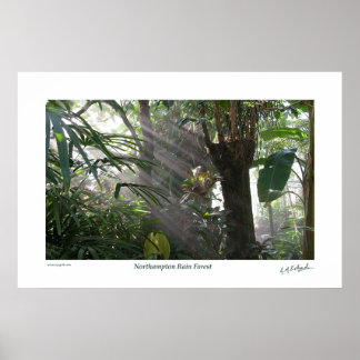 ノーサンプトンレインフォレストIII ポスター