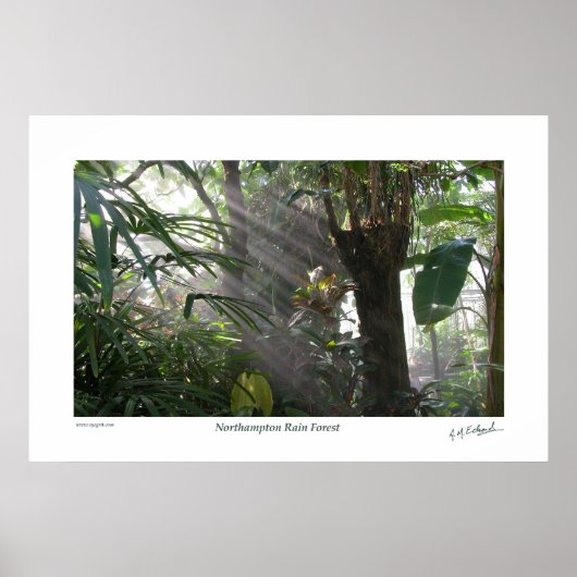 ノーサンプトンレインフォレストIII ポスター (正面)