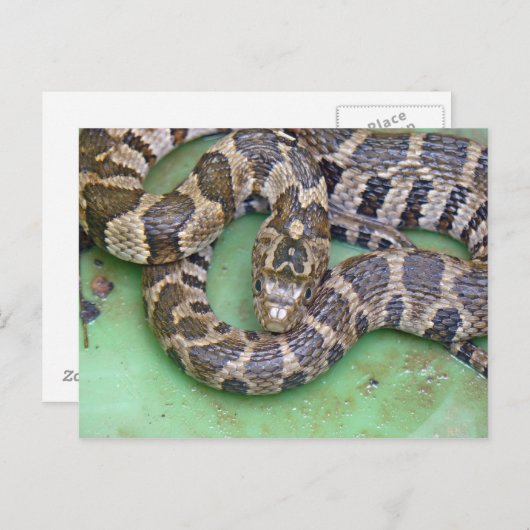 ノーザンウォータースネークのポストカード ポストカード (正面/裏面)