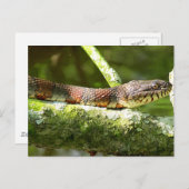 ノーザンウォータースネーク写真 ポストカード