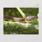 ノーザンウォータースネーク写真 ポストカード (正面)