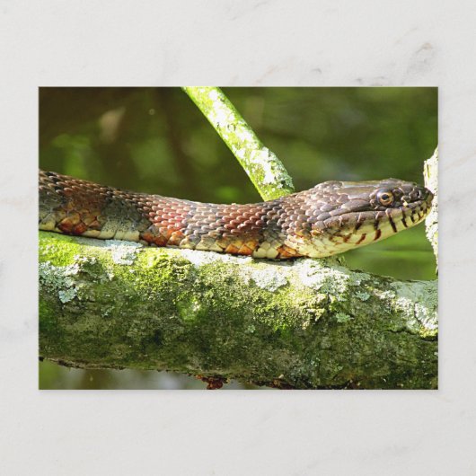 ノーザンウォータースネーク写真 ポストカード