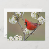ノーザンカーディナル ポストカード (正面/裏面)