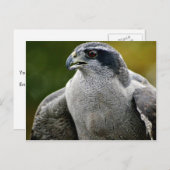 ノーザンゴシャウク ポストカード (正面/裏面)