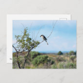 ノーザンシュライク ポストカード (正面/裏面)