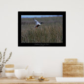 ノーザンショベルアヒル ポスター (キッチン)