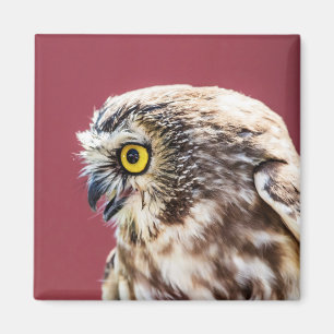 ノーザンソーホエフクロウポートレート マグネット