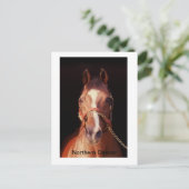 ノーザンダンサー…世界一のスタリオン ポストカード (スタンド正面)