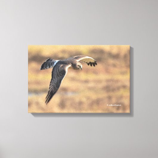 ノーザンハ素晴らしリアー湿原の狩りに キャンバスプリント (正面)