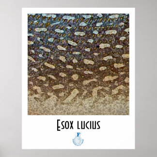 ノーザンパイクFFFポスター ポスター