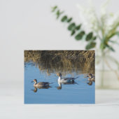 ノーザンピンテール ポストカード (スタンド正面)