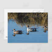 ノーザンピンテール ポストカード (正面/裏面)