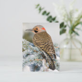 ノーザンフリッカー男性 ポストカード (スタンド正面)