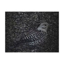 ノーザンフリッカーWoodpecker v2 – ヤードクリッター