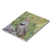 ノーザンフリッカ、カラプテスオーラタス、レッドシャフテッド ノートパッド (回転)