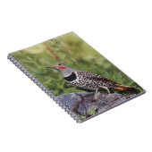 ノーザンフリッカ、カラプテスオーラタス、レッドシャフテッド ノートブック (右側)