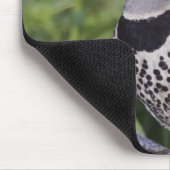 ノーザンフリッカ、カラプテスオーラタス、レッドシャフテッド マウスパッド (コーナー)