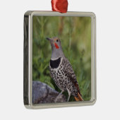 ノーザンフリッカ、カラプテスオーラタス、レッドシャフテッド メタルオーナメント (右)