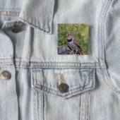 ノーザンフリッカ、カラプテスオーラタス、レッドシャフテッド 缶バッジ (インサイチュ)