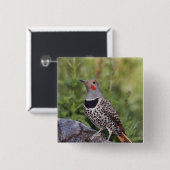 ノーザンフリッカ、カラプテスオーラタス、レッドシャフテッド 缶バッジ (正面&裏面)