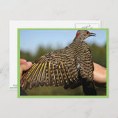 ノーザンフリッカ、黄軸 ポストカード (正面/裏面)