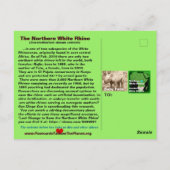 – ノーザンホワイトRhinoは絶滅危惧種である – ポストカード (裏面)