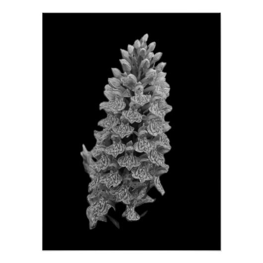 ノーザンマーシュオーキッドのポスター ポスター (正面)