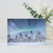 ノーザンライトノルウェーカード (スタンド正面)