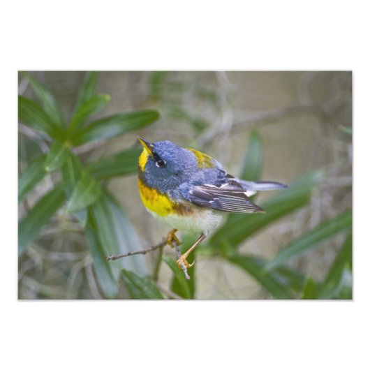 ノーザン+パルラ (Parula americana) フォトプリント (正面)