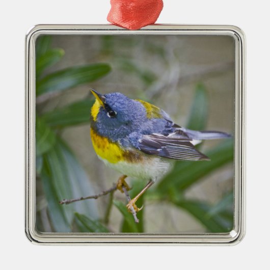 ノーザン+パルラ (Parula americana) メタルオーナメント (正面)