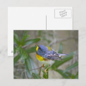 ノーザン+パルーラ (Parula americana) ポストカード (正面/裏面)