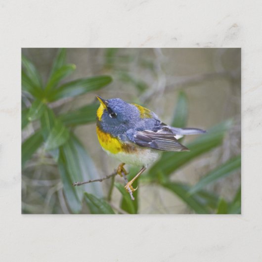 ノーザン+パルーラ (Parula americana) ポストカード (正面)