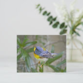 ノーザン+パルーラ (Parula americana) ポストカード (スタンド正面)