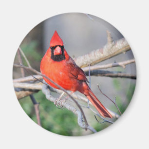 ノーザン（鳥）ショウジョウコウカンチョウの写真 マグネット