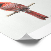 ノーザン(鳥)ショウジョウコウカンチョウアートプリント ポスター (角)