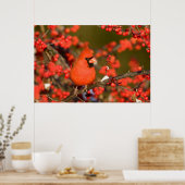 ノーザン（鳥）ショウジョウコウカンチョウインコモンWinterberry ポスター (キッチン)