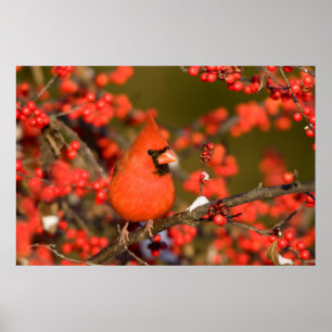 ノーザン(鳥)ショウジョウコウカンチョウインコモンWinterberry ポスター