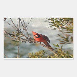 ノーザン(鳥)ショウジョウコウカンチョウインワックスマートル 長方形シール