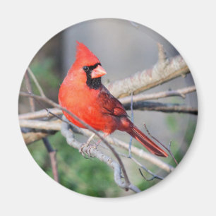 ノーザン（鳥）ショウジョウコウカンチョウウッズ マグネット