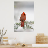 ノーザン(鳥)ショウジョウコウカンチョウオスon Blue Atlas Cedar ポスター (キッチン)