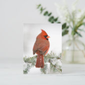 ノーザン（鳥）ショウジョウコウカンチョウオスon Blue Atlas Cedar ポストカード (スタンド正面)