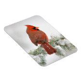 ノーザン（鳥）ショウジョウコウカンチョウオスon Blue Atlas Cedar マグネット (右側)