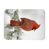 ノーザン（鳥）ショウジョウコウカンチョウオスon Blue Atlas Cedar マグネット (横)