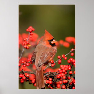 ノーザン(鳥)ショウジョウコウカンチョウオンコモンWinterberry ポスター